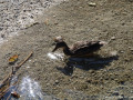 DSC08394